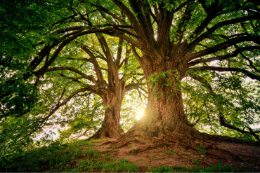 UN NUEVO PARADIGMA ECOCÉNTRICO